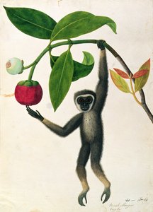 Een Behendige Gibbon of Zwarthandige Gibbon, uit Tekeningen van Dieren, Insecten en Reptielen uit Malakka, ca. 1805-18 door Chinese School